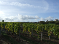 Balade en famille autour de Sainte-Gemme-en-Sancerrois dans le 18 - Cher