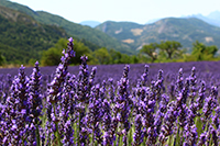 Idée de balade, promenade ou randonnée en famille avec des enfants : Buis-les-Baronnies