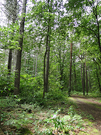 Balade en famille autour de Vendôme, bois de l'Oratoire dans le 41 - Loir-et-Cher