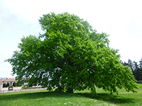 Balade en famille autour de Promenade ludique et familial à Montrond les Bains dans le 42 - Loire