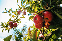 Balade en famille autour de Jeu de piste sur le thème de la pomme à Beurières dans le 63 - Puy-de-Dôme