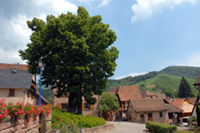 Balade en famille autour de Albé dans le 67 - Bas-Rhin