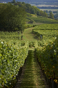 Balade en famille autour de Circuit du vignoble dans le 67 - Bas-Rhin