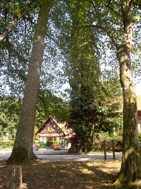 Balade en famille autour de Haguenau - Le Gros Chêne dans le 67 - Bas-Rhin