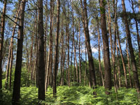 Balade en famille autour de Balade ludique et familiale en Forêt de Haguenau dans le 67 - Bas-Rhin