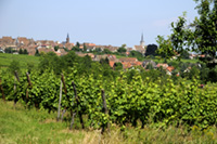 Balade en famille autour de Mittelbergheim dans le 67 - Bas-Rhin