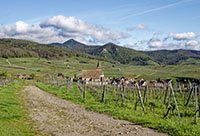 Idée de balade, promenade ou randonnée en famille avec des enfants : Hunawihr