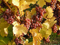 Balade en famille autour de Sur les traces de Géovino à Hunawihr dans le 68 - Haut-Rhin