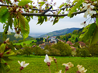 Balade en famille autour de Promenade en pleine nature à Thannenkirch dans le 68 - Haut-Rhin