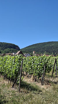 Balade en famille autour de Entre vigne et village à Voegtlinshoffen dans le 68 - Haut-Rhin