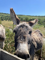 Balade en famille autour de Balade ludique et familiale à Westhalten dans le 68 - Haut-Rhin