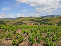 Balade en famille autour de Salles-Arbuissonnas dans le 69 - Rhône