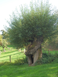 Balade en famille autour de Saint-Christophe-la-Montagne dans le 69 - Rhône