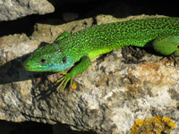 Balade en famille autour de Réserve Naturelle La Truchère - Ratenelle dans le 71 - Saône-et-Loire