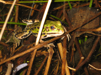 Balade en famille autour de Réserve Naturelle La Truchère - Ratenelle dans le 71 - Saône-et-Loire